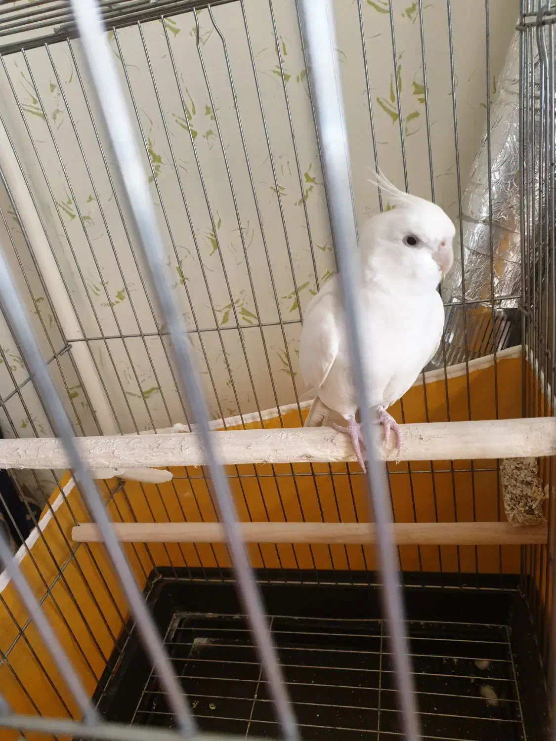 گمشده|حیوانات|بروجرد, |دیوار