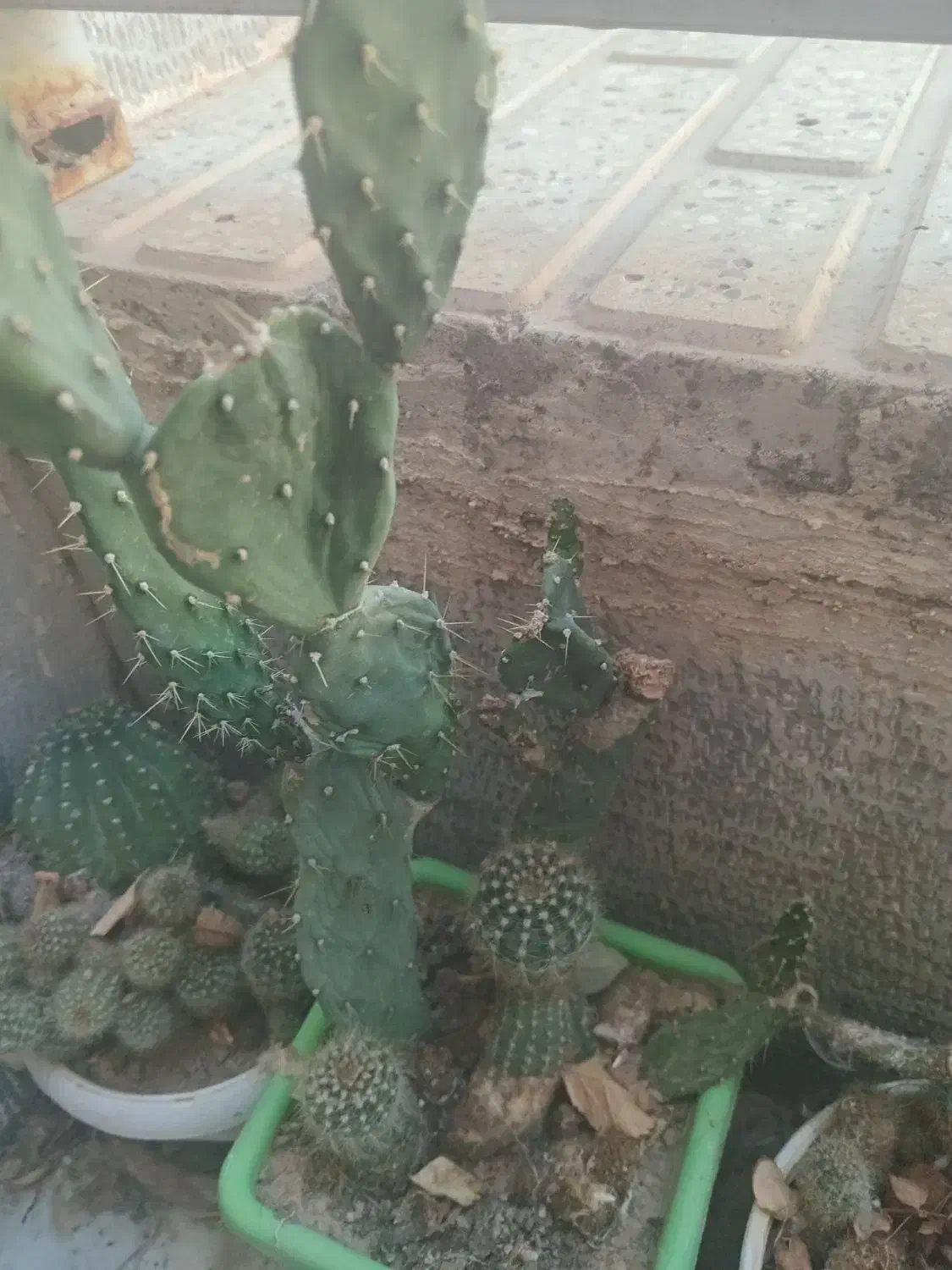 کاکتوس|گل و گیاه طبیعی|شاهرود, |دیوار