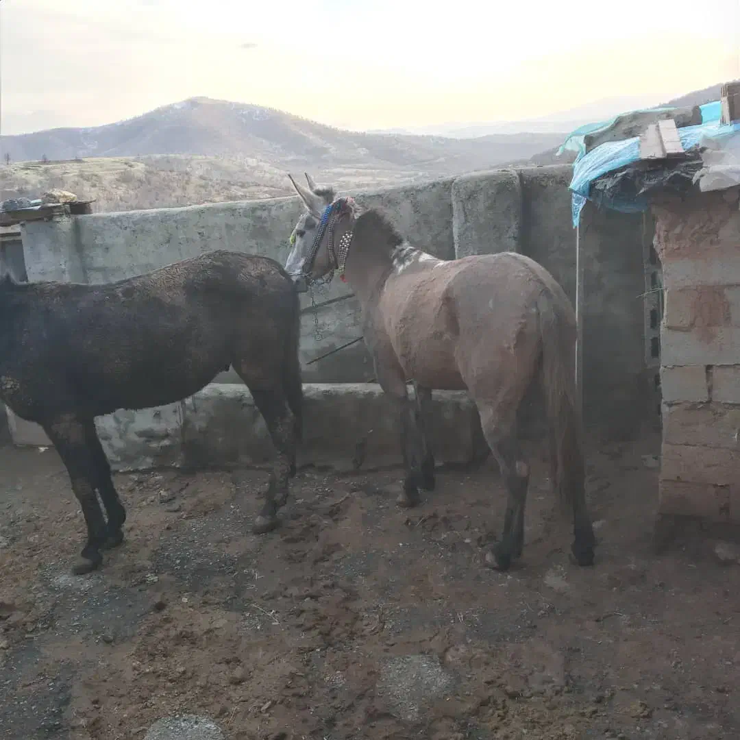 قاطر فروشی|حیوانات مزرعه|نمشیر, |دیوار