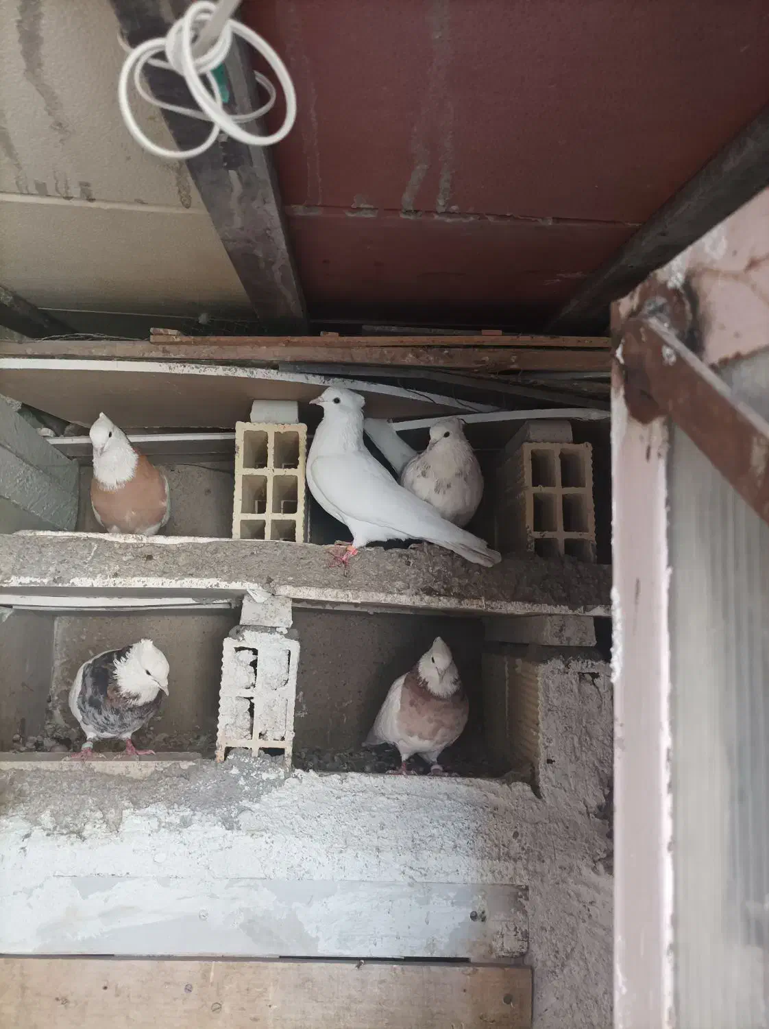 فروش طوقی اصل|پرنده|بیجار, |دیوار