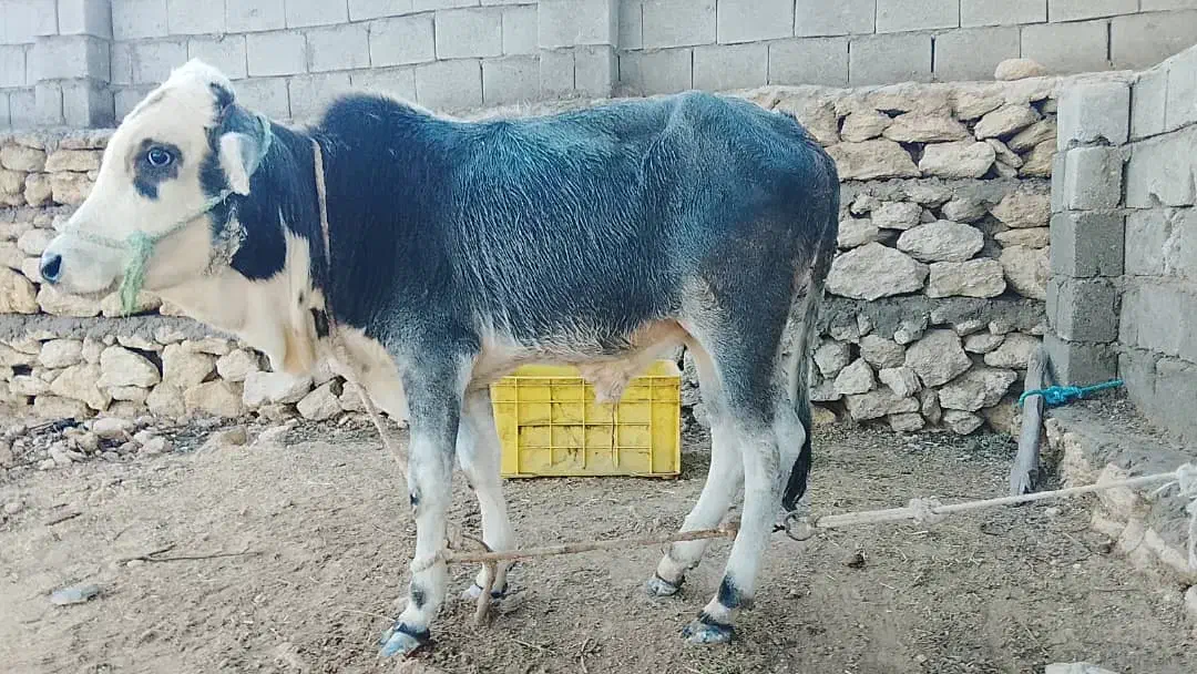 گاو نر|حیوانات مزرعه|قشم, |دیوار