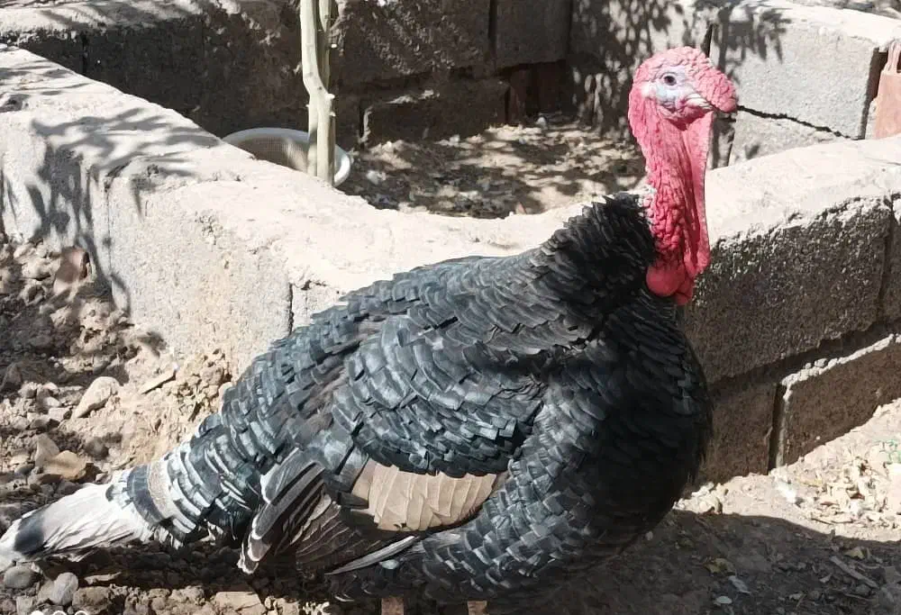 یک عددبوقلمون نر دوساله فروشی یا معامله  مرغ جوجه|حیوانات مزرعه|بم, |دیوار