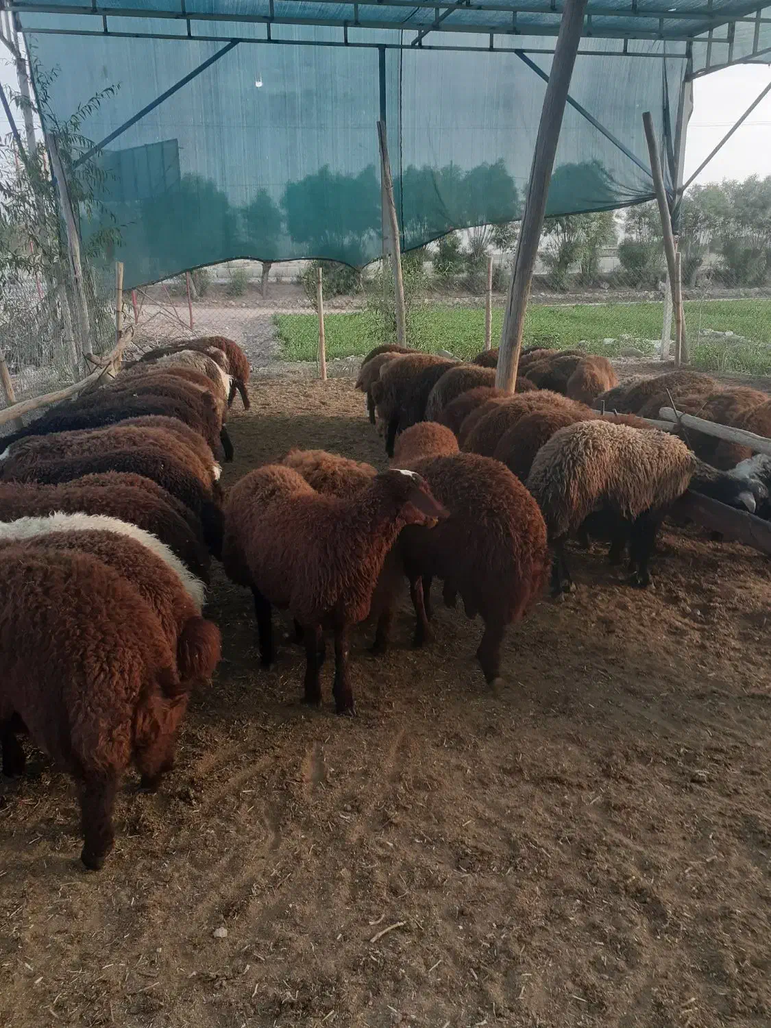 بره زنده|حیوانات مزرعه|اصفهان, بهارستان|دیوار