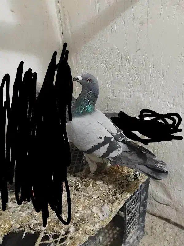 کبوتر سبز|پرنده|شیروان (خراسان), |دیوار