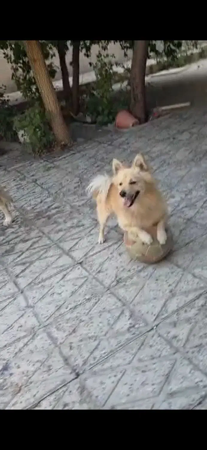 گمشده|سگ|ماکو, |دیوار