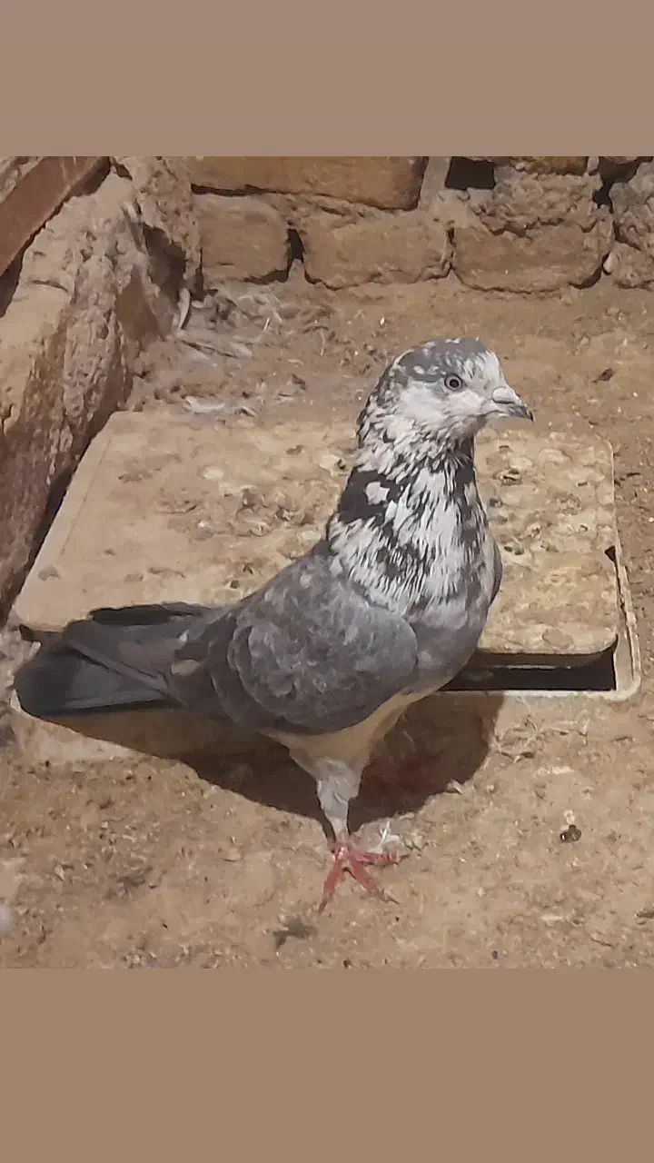 کفتر|پرنده|قم, کیوانفر|دیوار