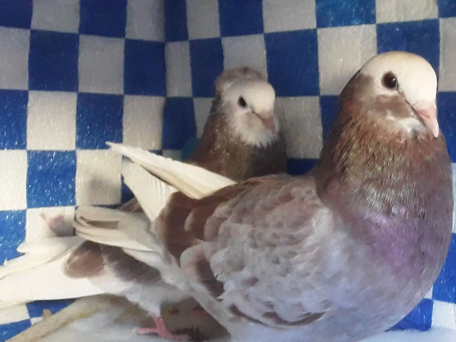 یک جفت کفترنقش پرشی وعالی|پرنده|حمیدیا, |دیوار