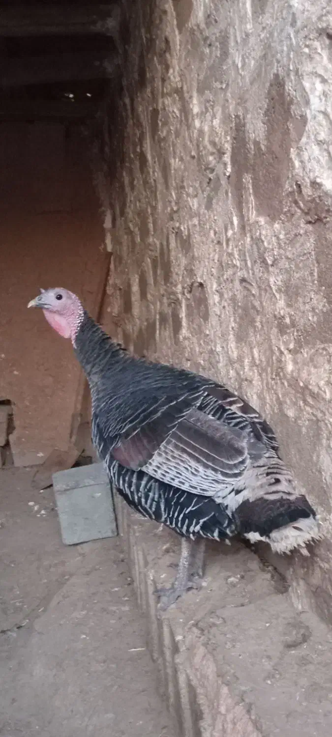 بوقلمون|حیوانات مزرعه|شهرکرد, |دیوار