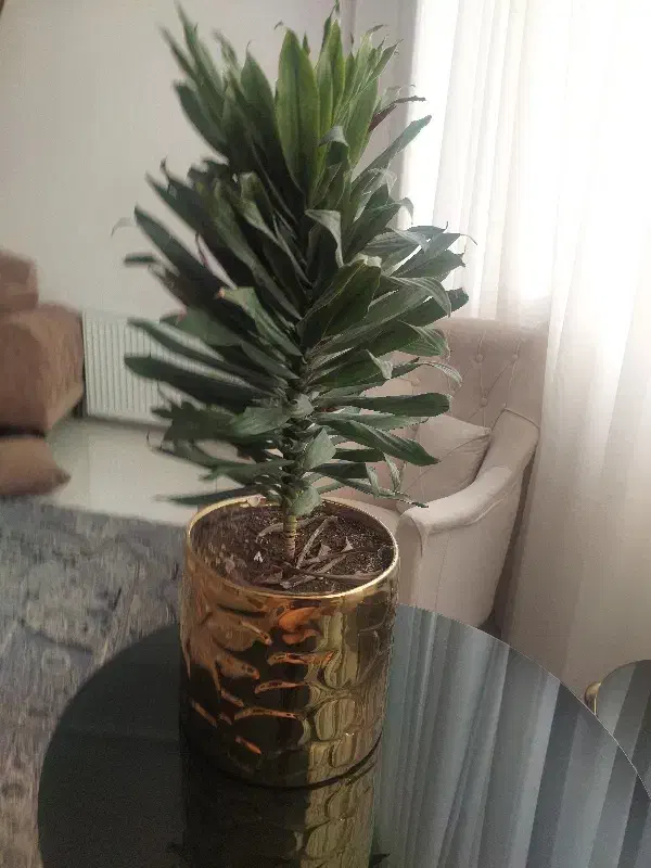 گل کامپکت ب همراه گلدان|گل و گیاه طبیعی|شاهینشهر, شهرک هشت بهشت|دیوار