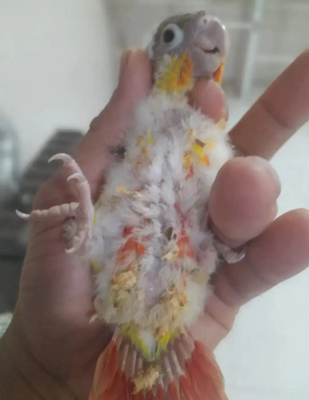 طوطی گرینچیک|پرنده|تهران, آهنگران (سراسیاب دولاب)|دیوار