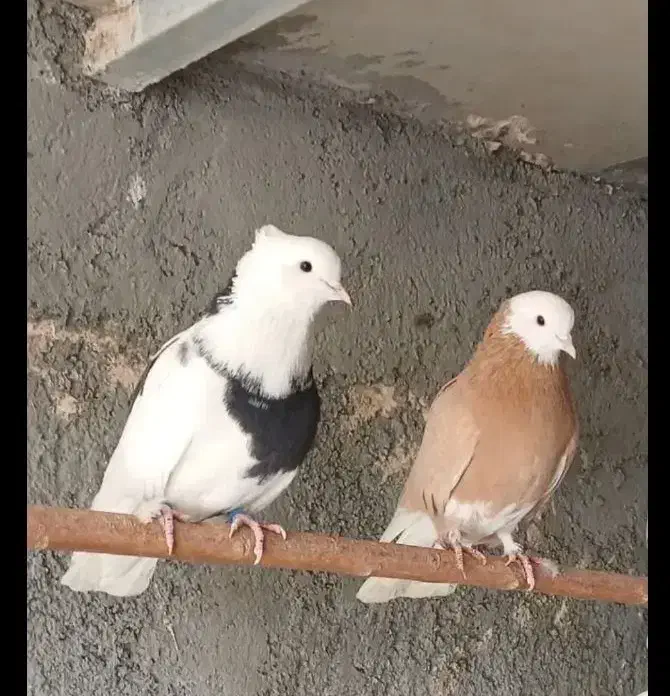 کبوتر شازده زرد|پرنده|ری, شهید بهشتی|دیوار