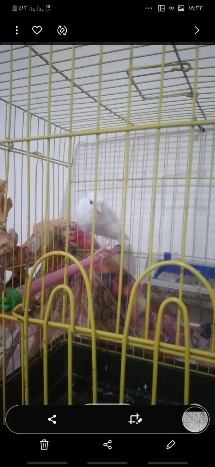 قناری|پرنده|حاجی آباد, |دیوار