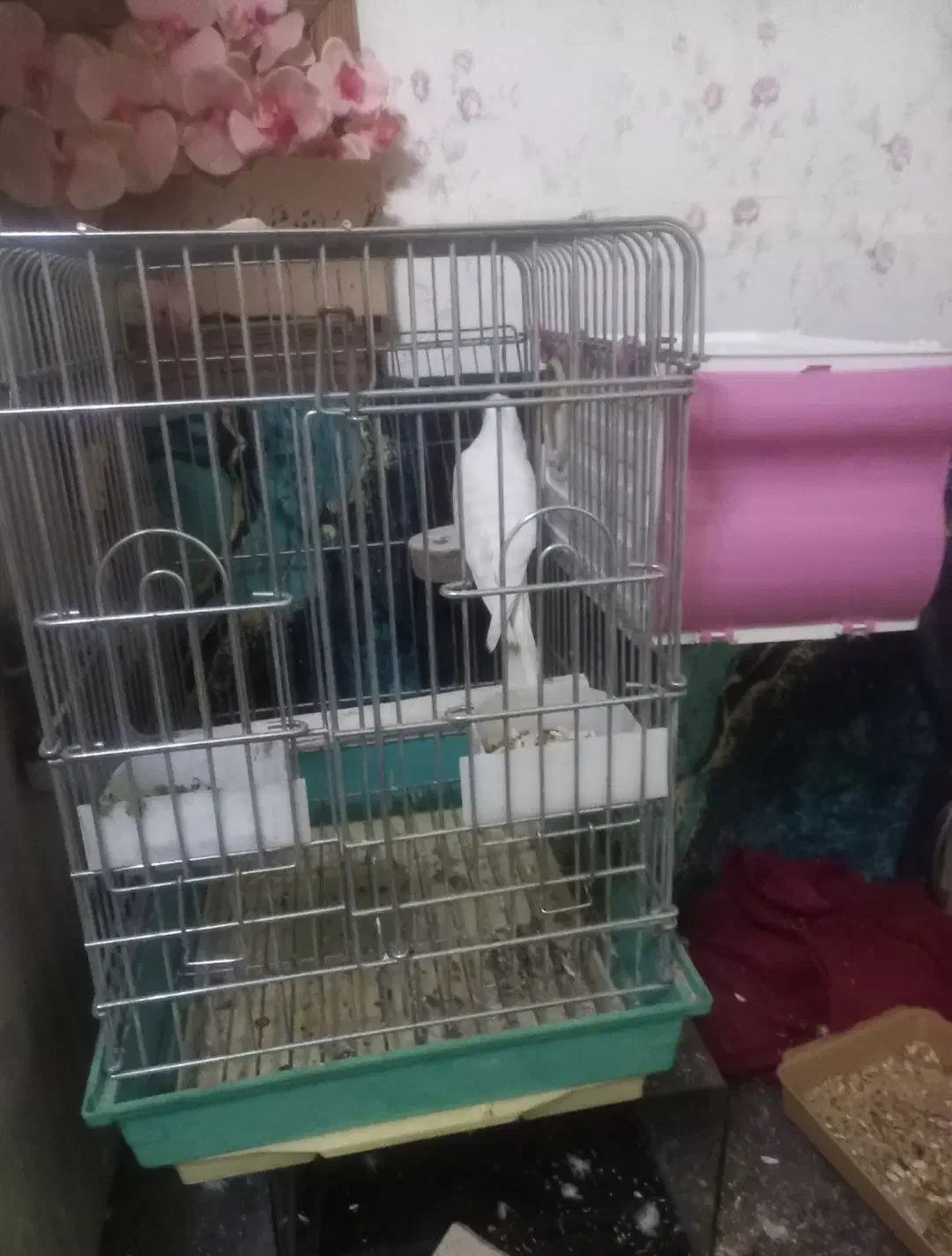 عروس هلندی رام|پرنده|تهران, شیوا|دیوار