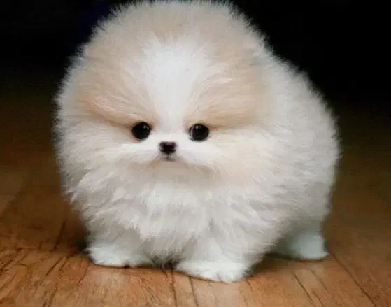 توله پامر فقط امروز با تخفیف|سگ|قوچان, |دیوار