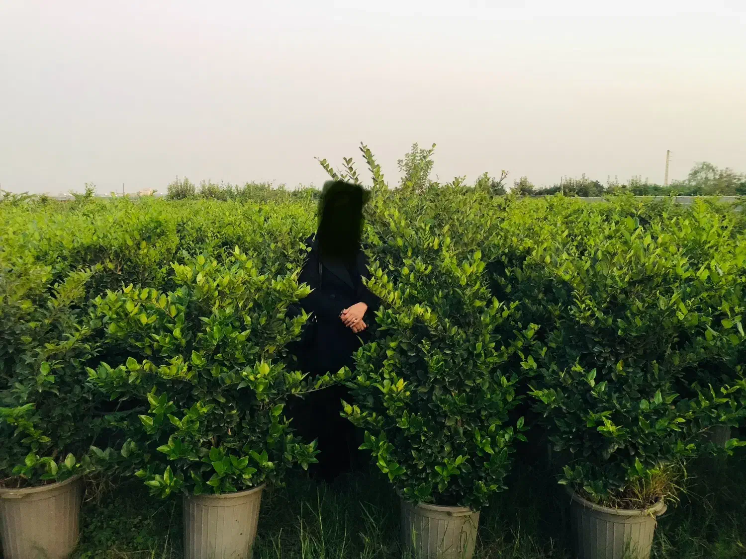 گل یاس هلندی،با کیفیت و سن۴ساله|گل و گیاه طبیعی|زرگرشهر, |دیوار