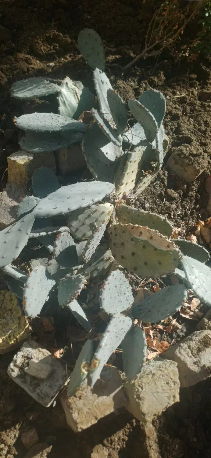 کاکتوس|گل و گیاه طبیعی|کرج, کلاک پایین|دیوار