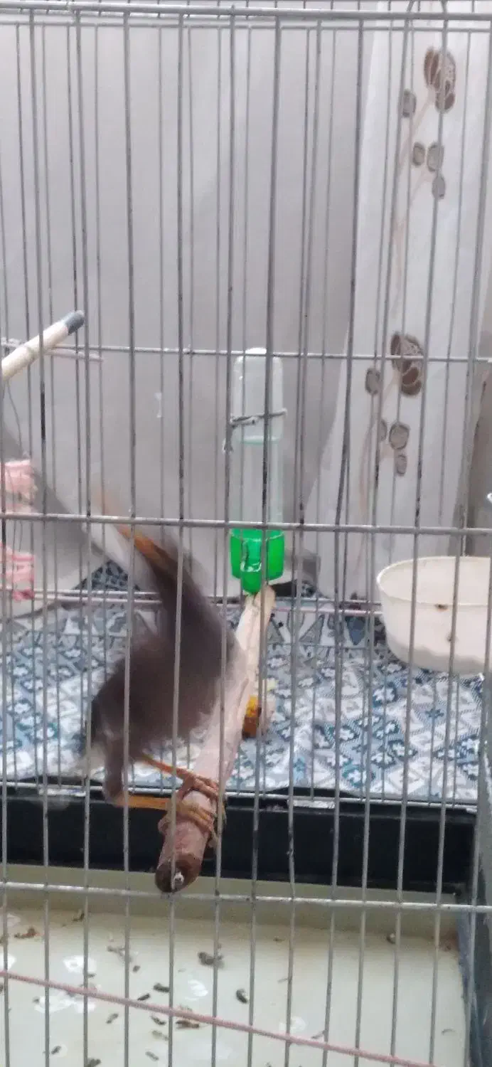 جوجه مرغ مینا|پرنده|پاکدشت, شهرک امام رضا|دیوار