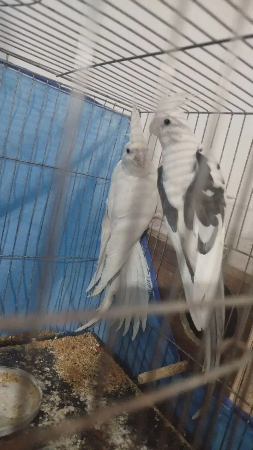 عروس مولد با تخم و جوجه همه نژاد|پرنده|خرمدره, |دیوار