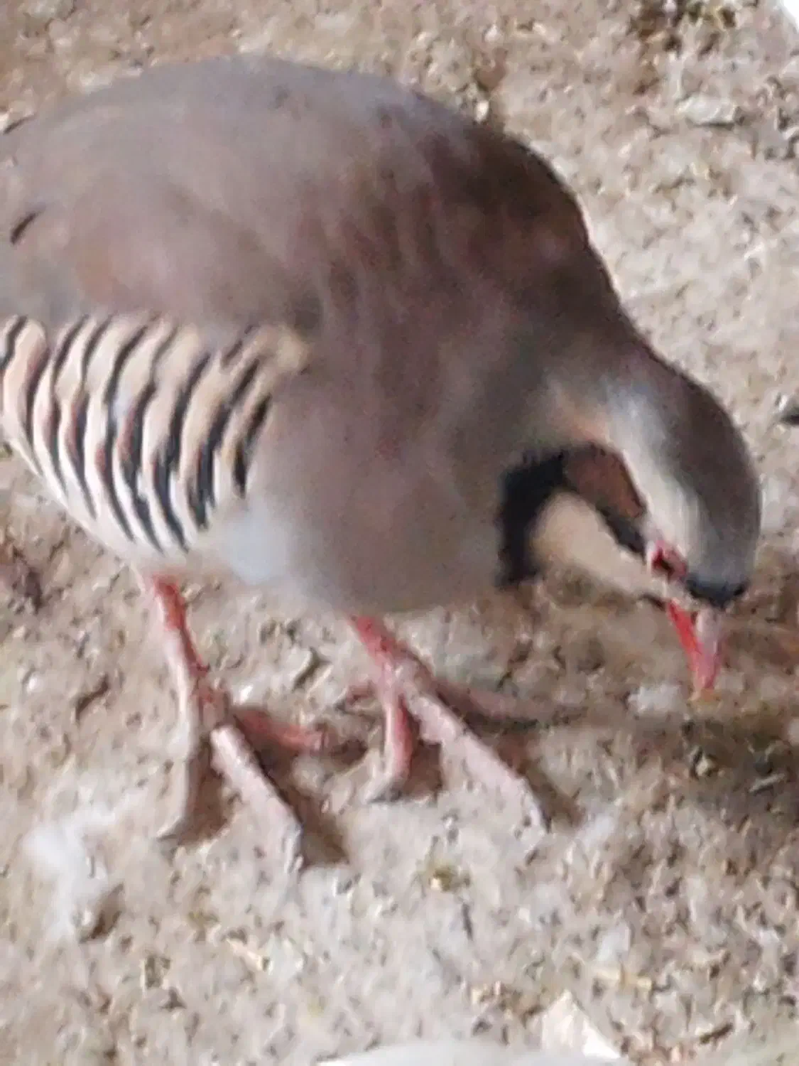 کبوتر|پرنده|دورود, |دیوار