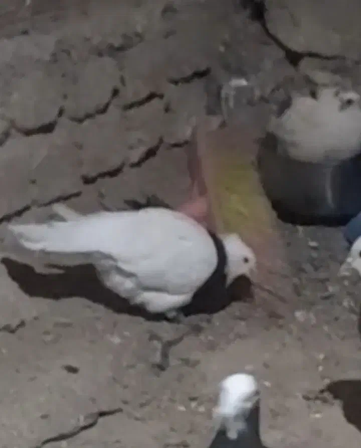 طوقی|حیوانات|بهشهر, |دیوار