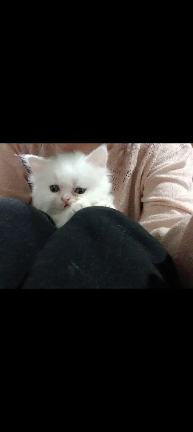 گربه پرشین سفید|گربه|گنبد کاووس, |دیوار