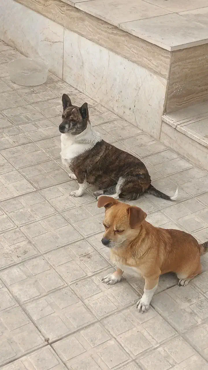 یک جفت سگ پاکوتاه|سگ|شیروان (خراسان), |دیوار