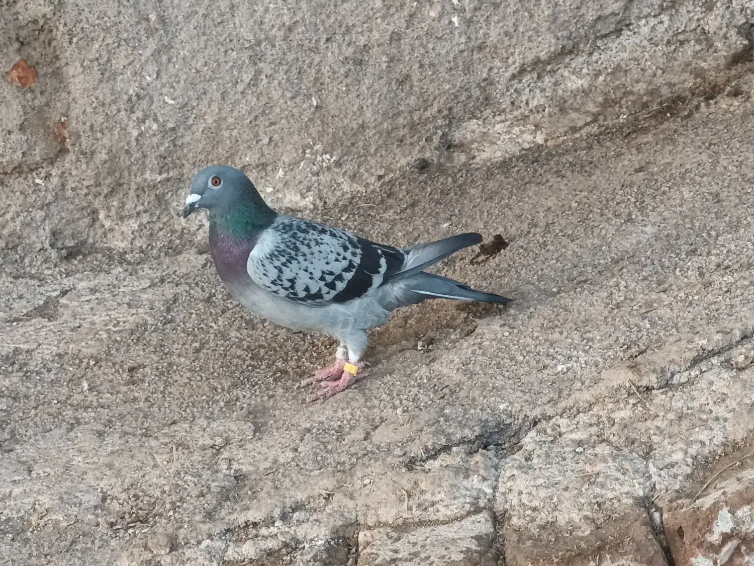 دوبر ماده|پرنده|اردبیل, |دیوار