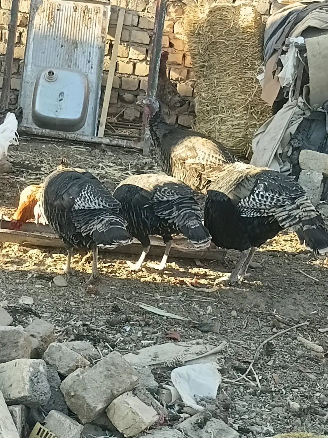 بوقلمون محلی|حیوانات مزرعه|قم, قم نو|دیوار