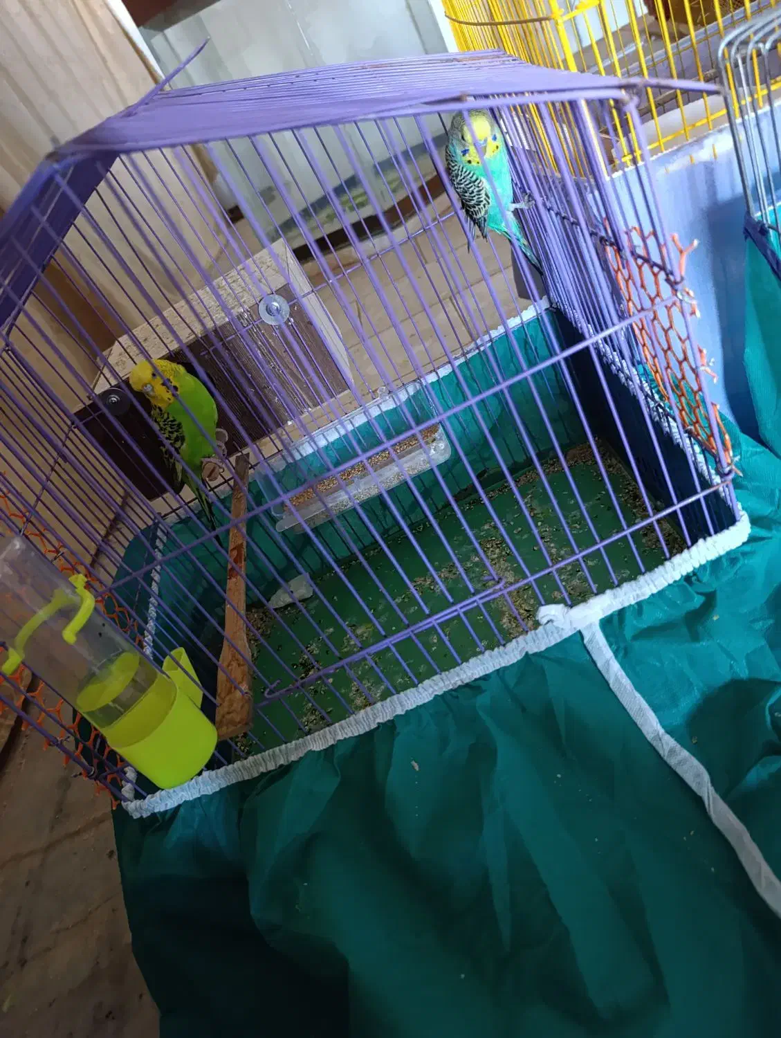 مرغ عشق انگلیسی|پرنده|کرمان, |دیوار