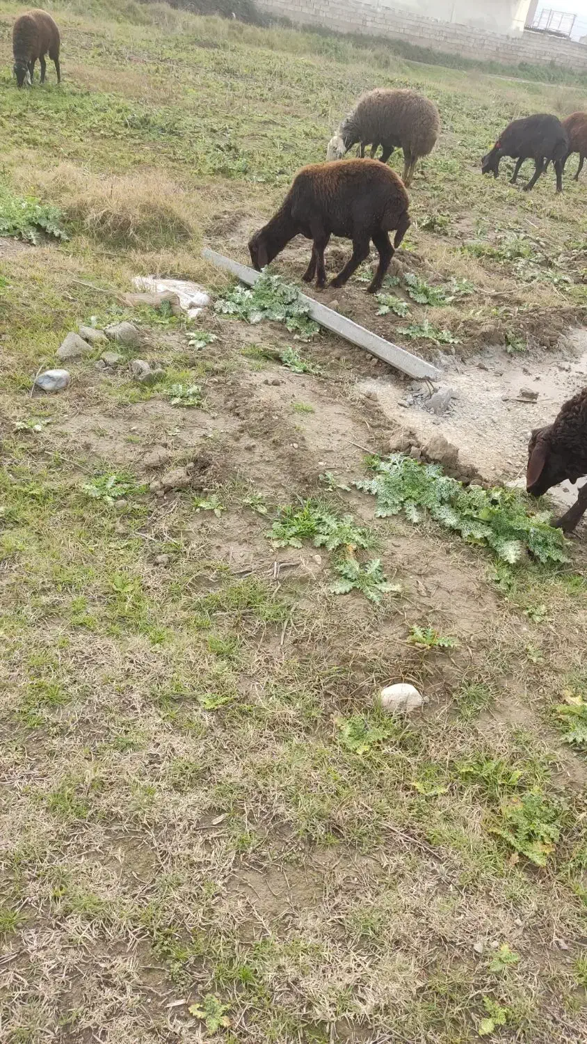 بره ماده قزل افشار|حیوانات مزرعه|گرگان, |دیوار