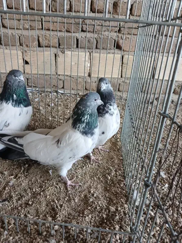 کله دم سبز|پرنده|بروجرد, |دیوار