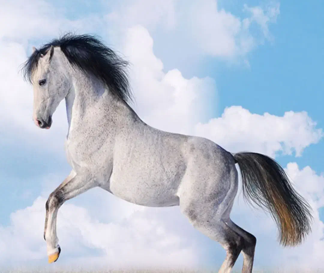 اسب|اسب و تجهیزات اسبسواری|بروجرد, |دیوار