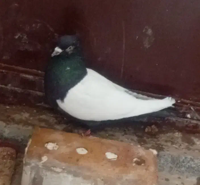 کفتر بشرط همه نرماده سینه پرشی جوجه ۱تمن|پرنده|تربت جام, جامرود|دیوار