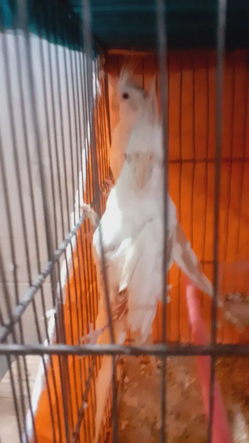 یک جفت عروس هلندی مولد نر و ماده|پرنده|گوگان, |دیوار