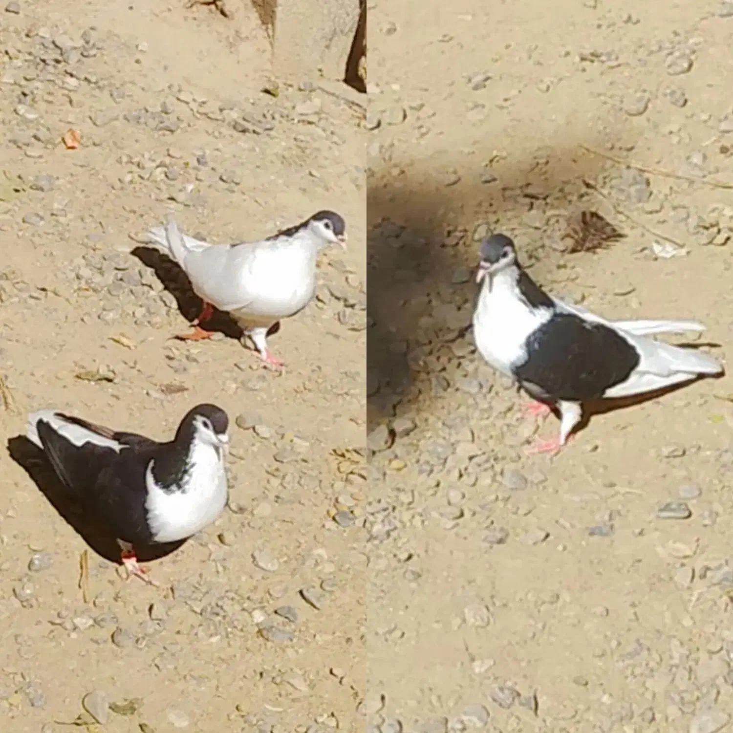 چند جفت کبوتر|پرنده|گنبد کاووس, |دیوار