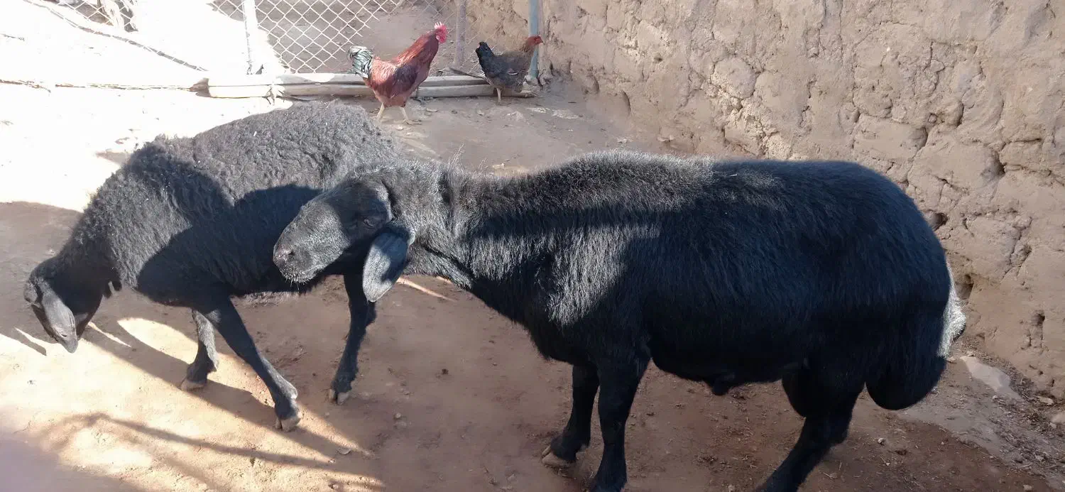 قوچ قره قزل|حیوانات مزرعه|زنجان, |دیوار