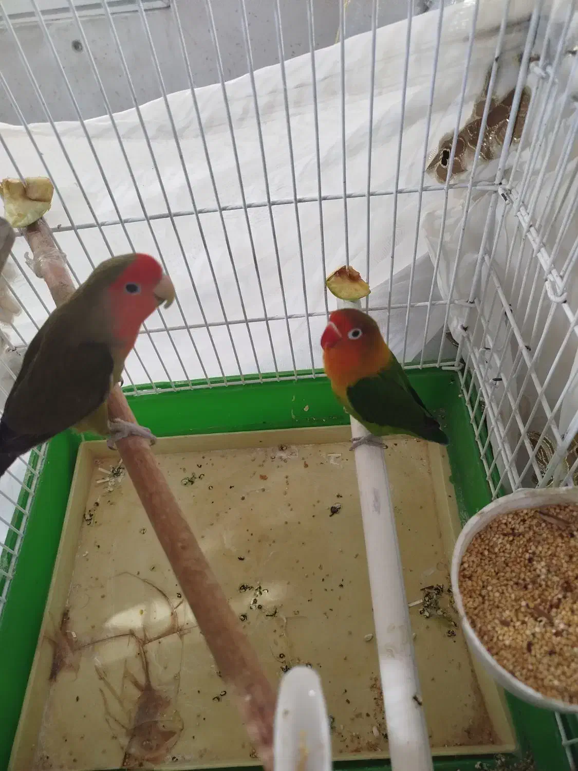 طوطی برزیلی|پرنده|پاکدشت, شهرک امام رضا|دیوار