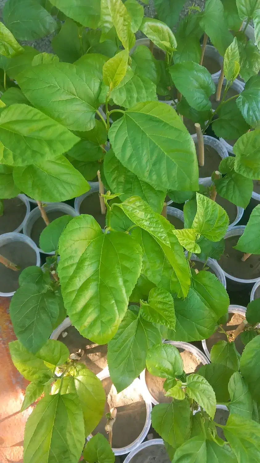 گل کاغذی و نهال توت|گل و گیاه طبیعی|میناب, |دیوار