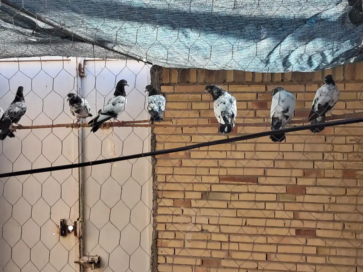 حراج شعبان|پرنده|میناب, |دیوار