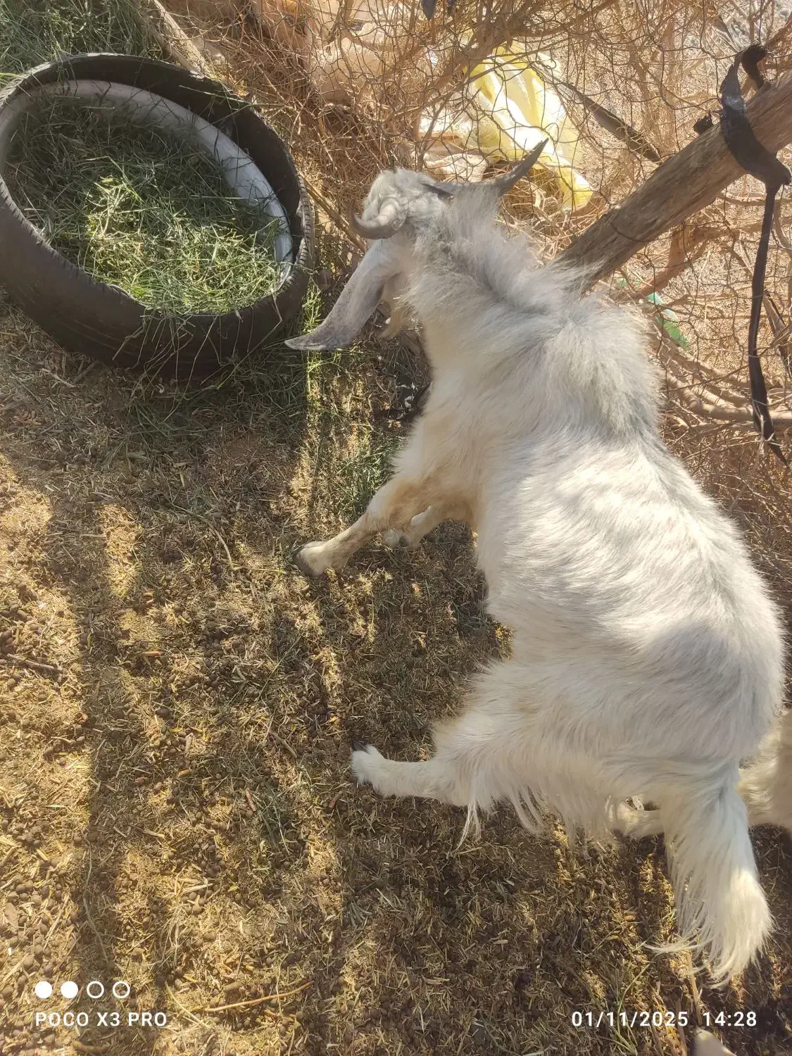 کهره نر چاغ|حیوانات مزرعه|فاریاب, |دیوار