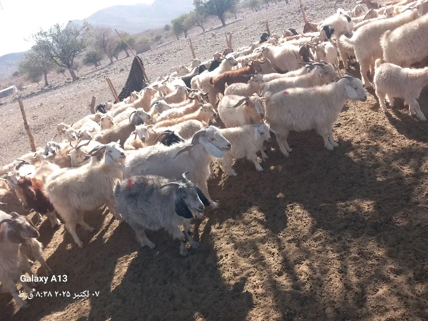 بز جوون و سرحال داشتی|حیوانات مزرعه|سیرجان, |دیوار