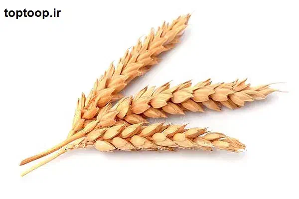 گندم قلاوندی (گندم شیر)|خوردنی و آشامیدنی|الشتر, |دیوار