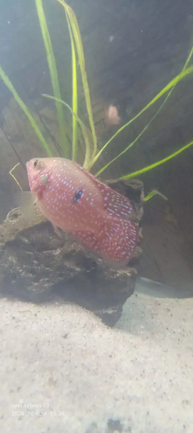 ماهی سیچلاید|ماهی|خوی, |دیوار