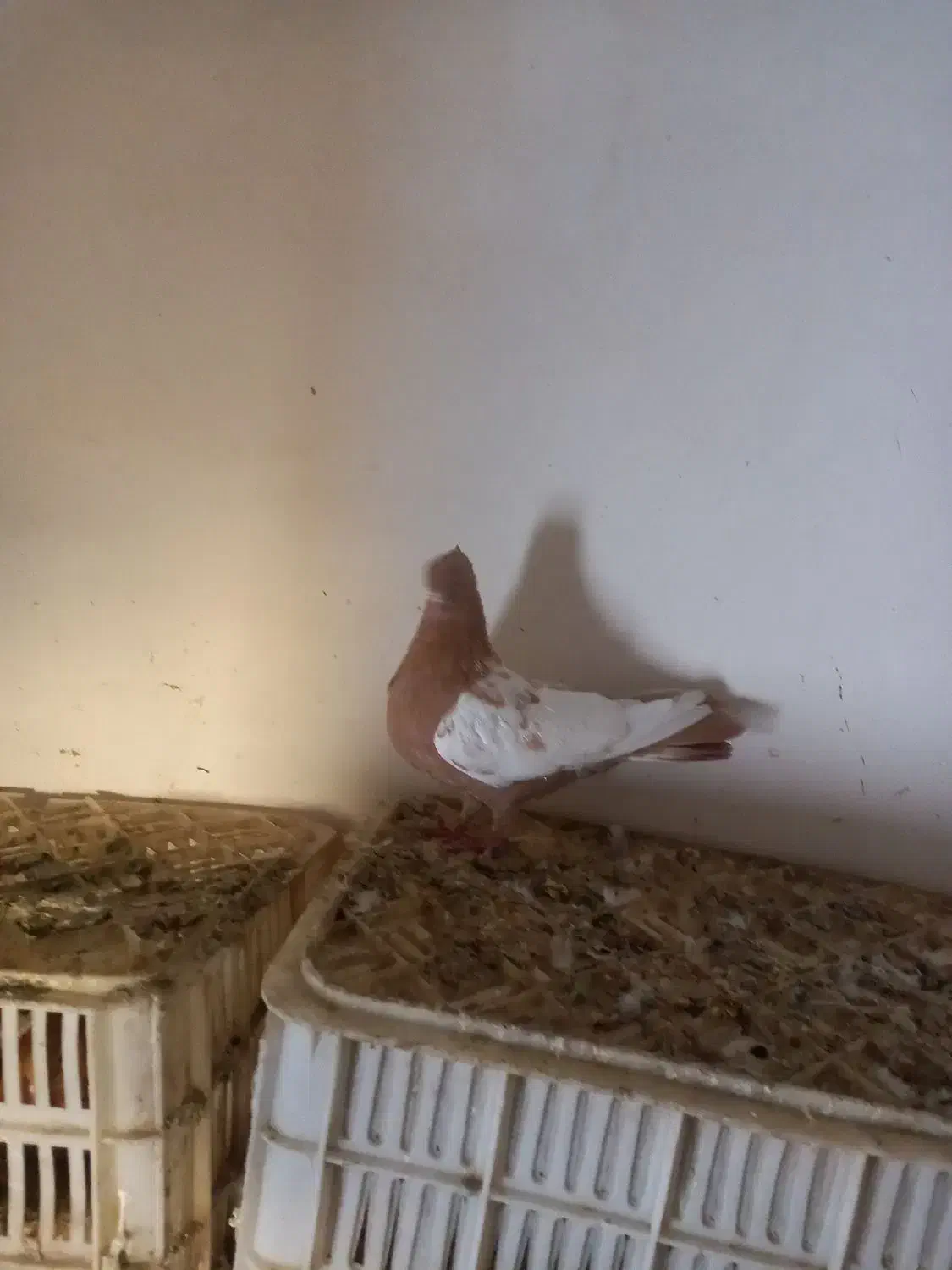 کفترسینه|پرنده|گرمخان, |دیوار