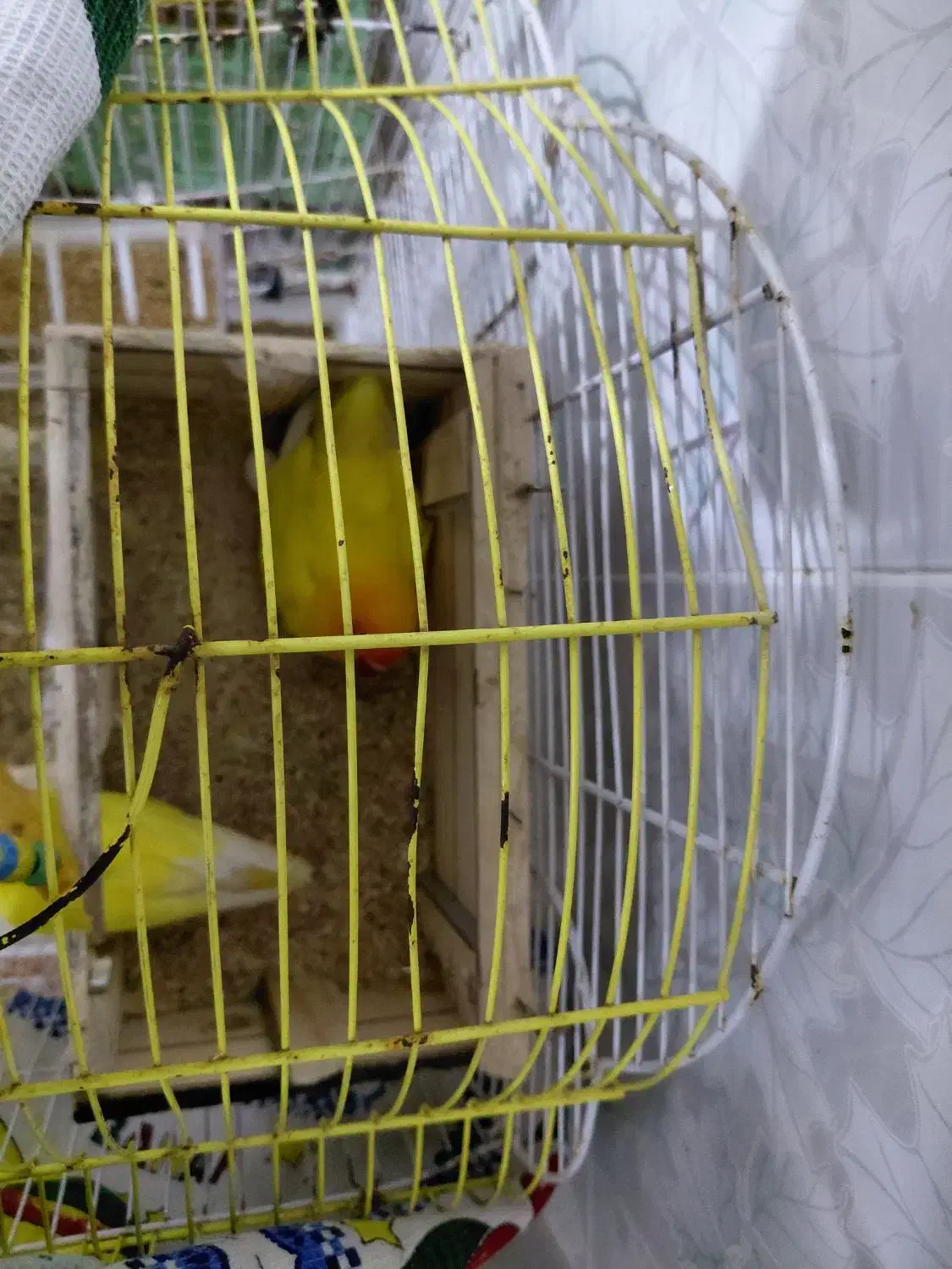 طوطی برزیلی|پرنده|سعدآباد, |دیوار