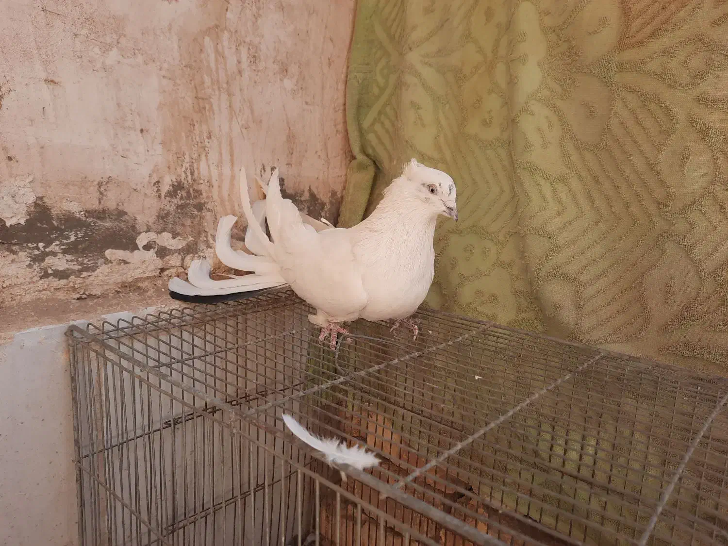 کبوتر اصفهانی پر|پرنده|برخوار, |دیوار