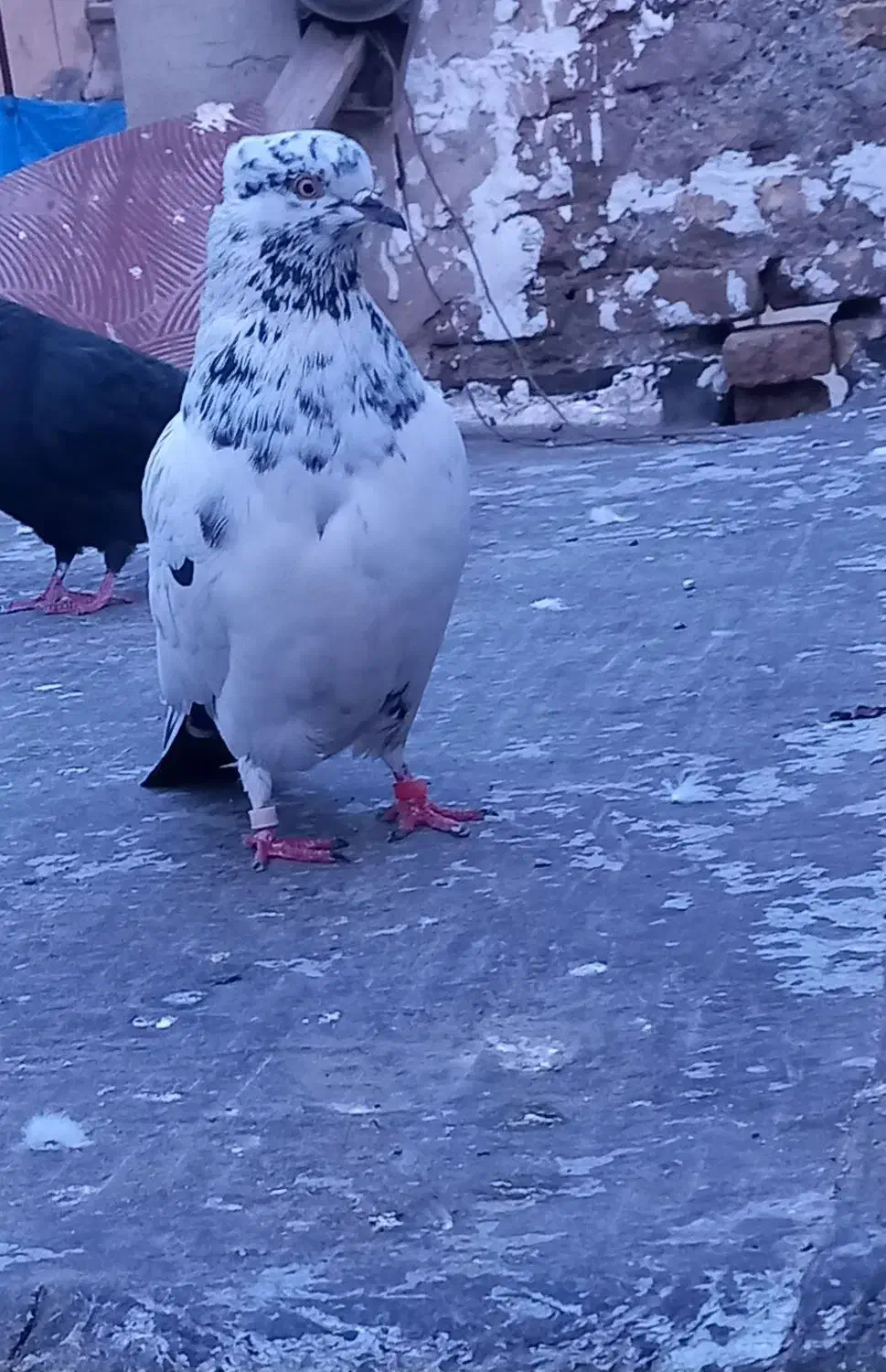 گرفته|حیوانات|کرمانشاه, |دیوار