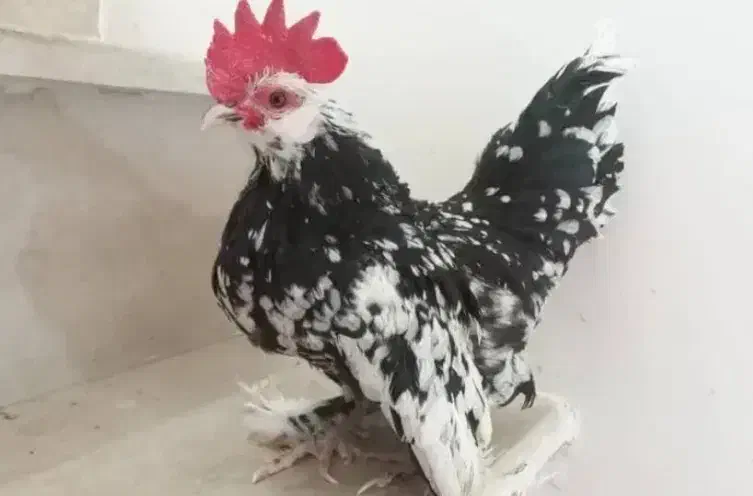 تخم نطفه دار بلژیکی|حیوانات مزرعه|قم, شهرک سازمان آب|دیوار