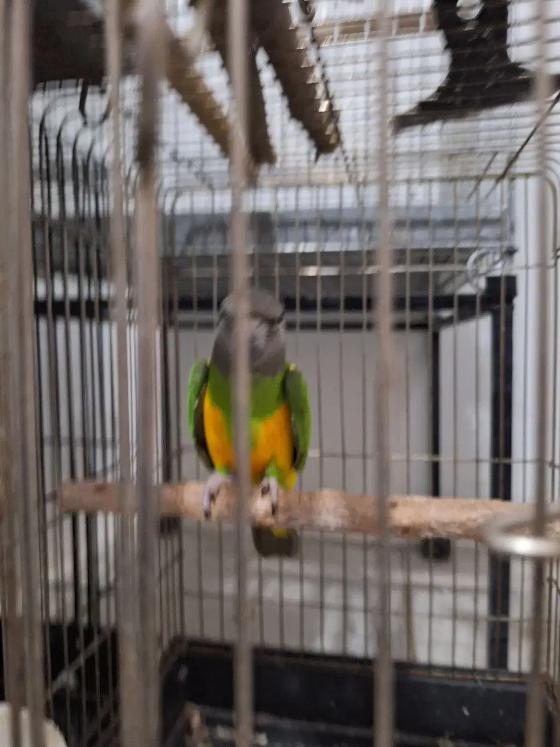 طوطی سنگال|پرنده|اندیمشک, |دیوار