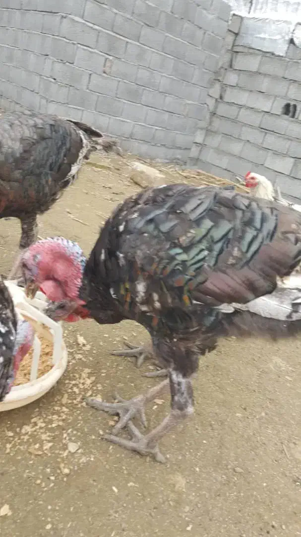 بوقلمون برنز سینه پهن انگلیس فروشی|پرنده|قائمشهر, |دیوار